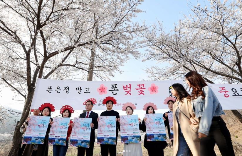 2024-대청호-벚꽃축제