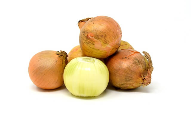 양파 심는 시기