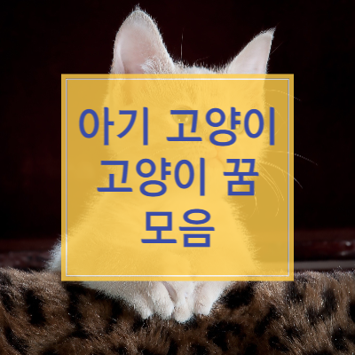 아기 고양이 꿈 등 여러가지 고양이 꿈 모음 썸네일