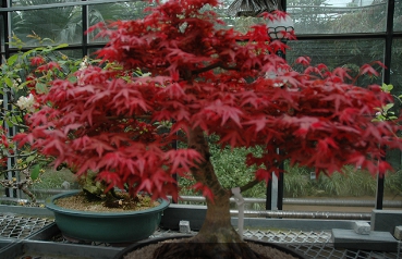 가을여행/가족여행지/추천/전북/대아수목원