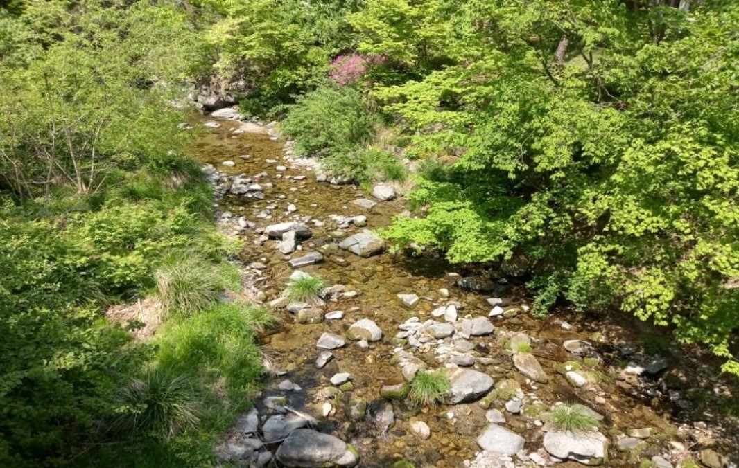 태백-고원-자연휴양림