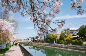 팔공산 벚꽃 드라이브부터 앞산 카페거리까지: 완벽한 봄날의 미식 &amp; 커피 데이트 로드