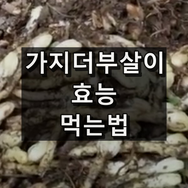 가지더부살이 효능과 먹는법 대표 이미지