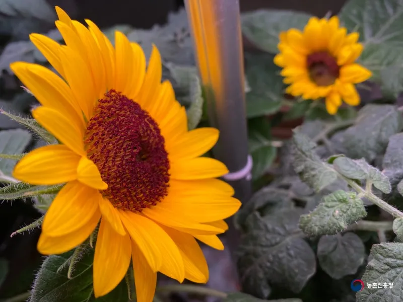 해바라기 재배 파종 깊이 지주 세우기 씨앗 수확_5