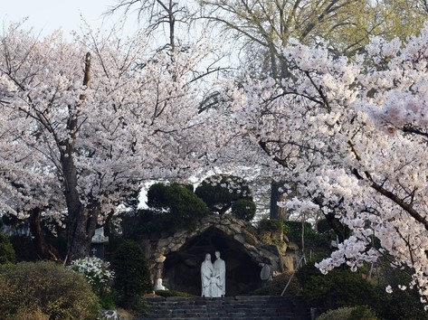아산에 있는 공세리성당 계단아래에서 찍은 벚꽃뷰