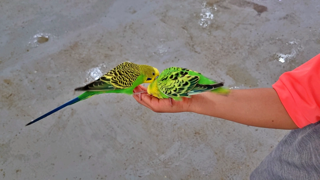 아이 손위에 올라온 연두색 앵무새 두마리