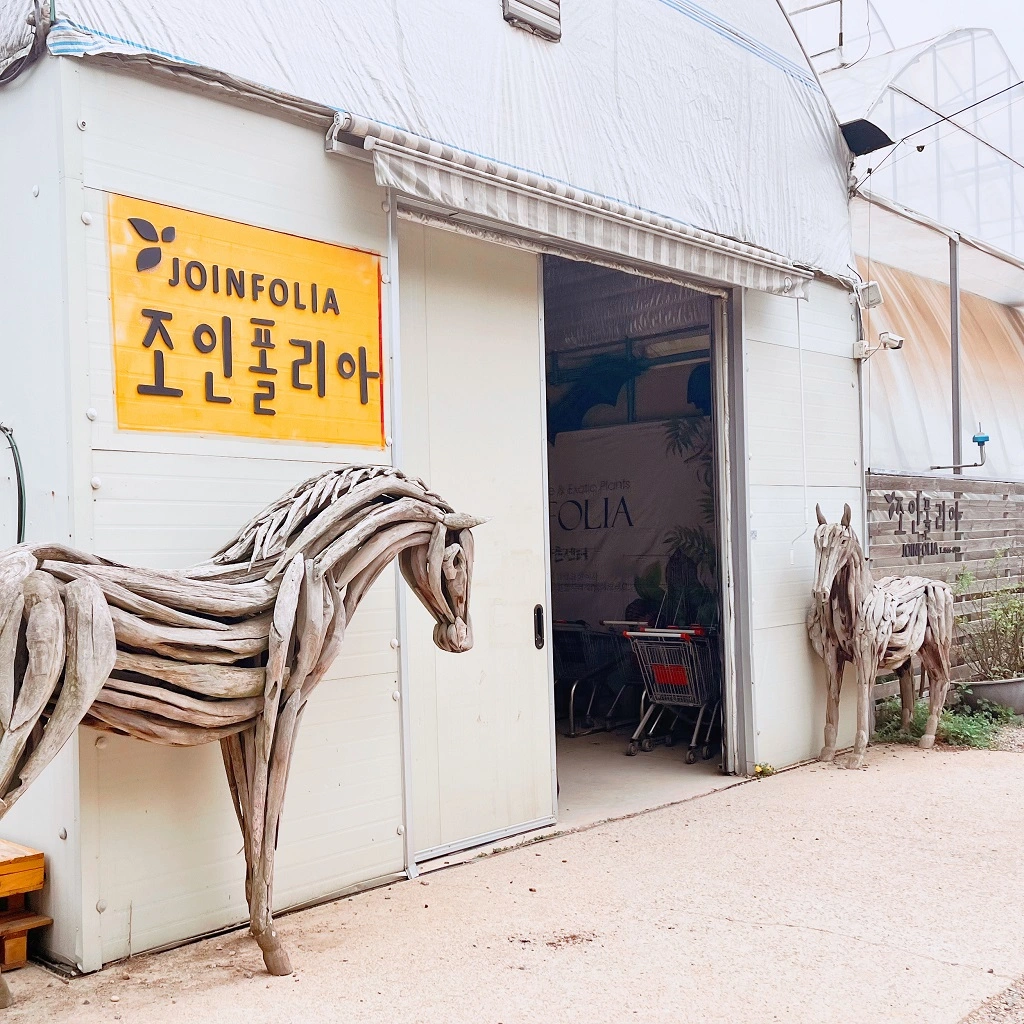 조인폴리아-입구