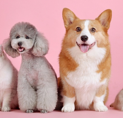 2023년 1월 띠별 운세