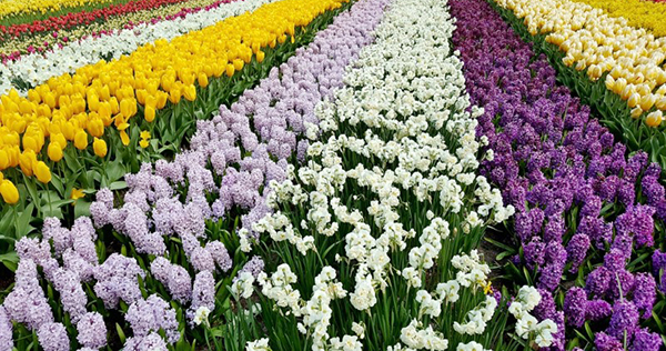 2025 캐나다 오타와 튤립축제