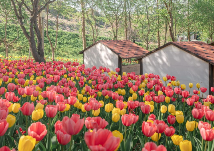 피나클랜드 수목원