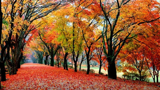 2024 내장산 단풍시기