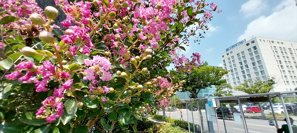 김정문화로 중앙도서관 옆 배롱나무