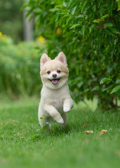 포메라니안 강아지가 잔디 밭 위를 달리는 모습의 사진