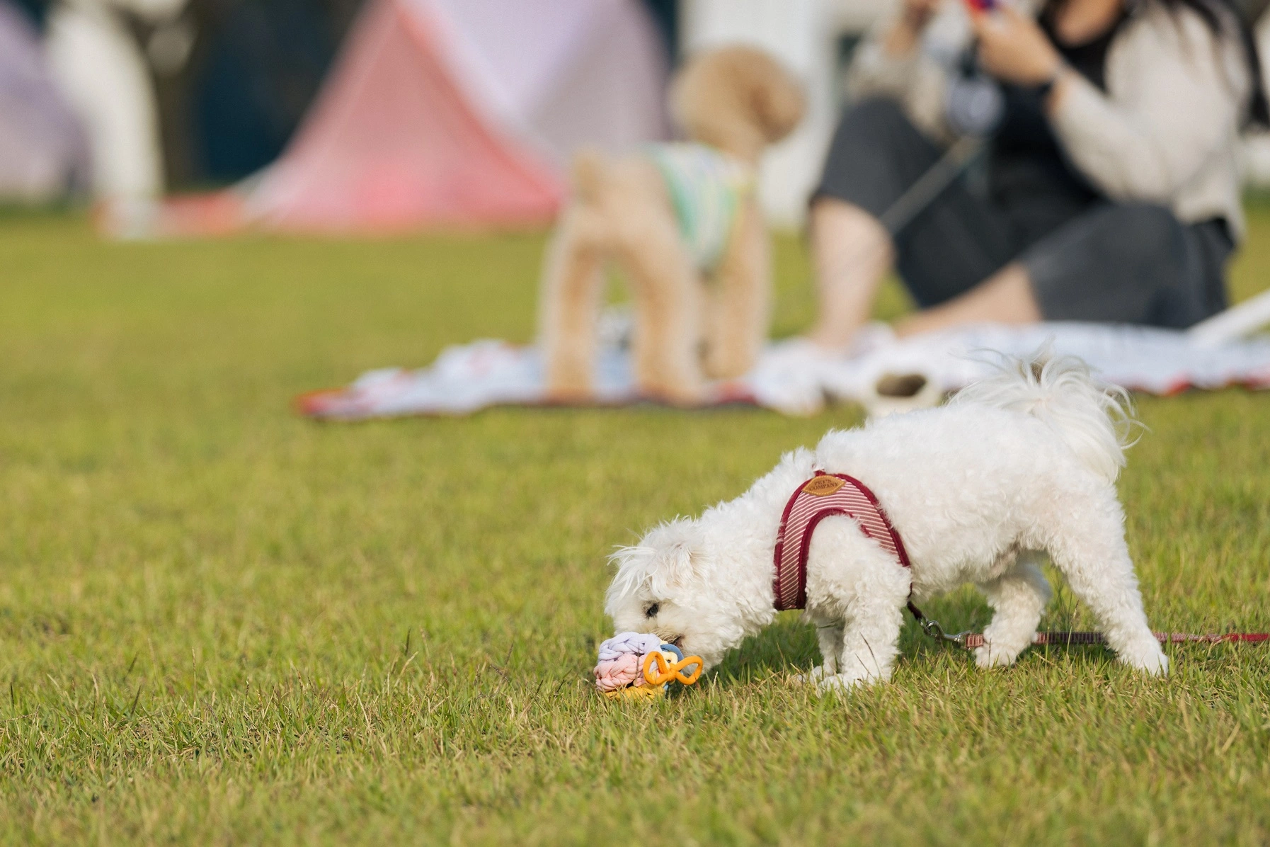 서울공예박물관 한글날 반려견 동반 펫크닉 프로그램 일정 시간 참가 신청 접수 방법 활동 내용