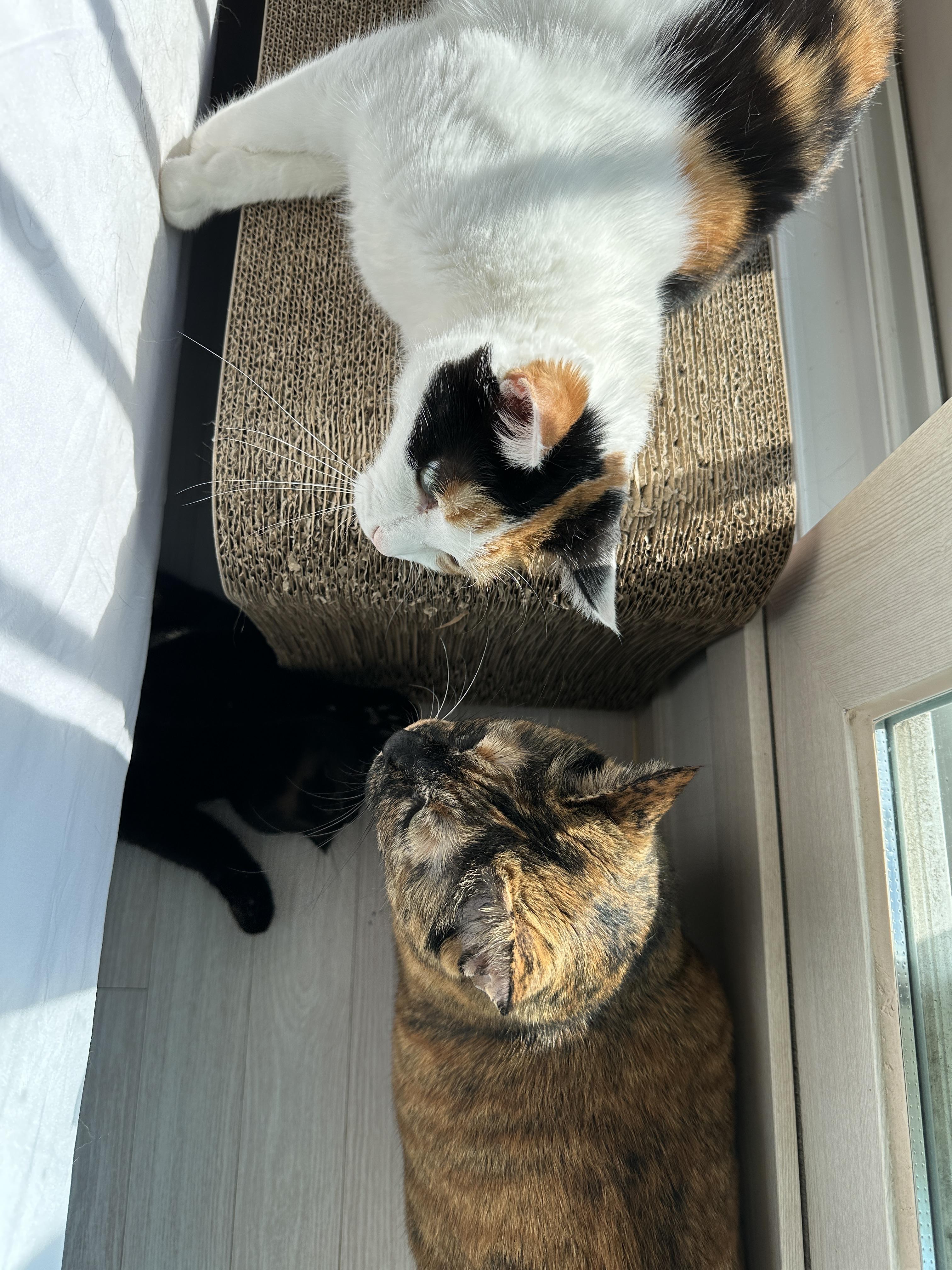 침대_아래에서_질투대마왕_건이_등장