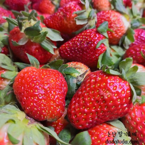 논산 딸기축제 일정 초대가수