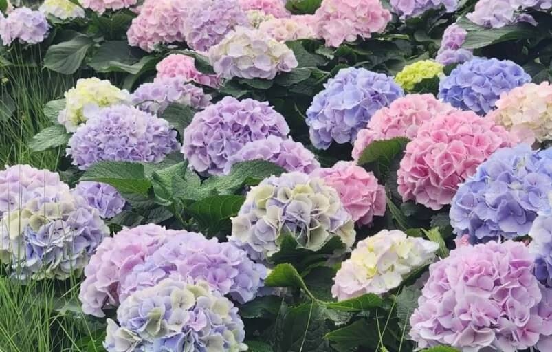 2025 강진 수국길축제 일정·볼거리 총정리 사진