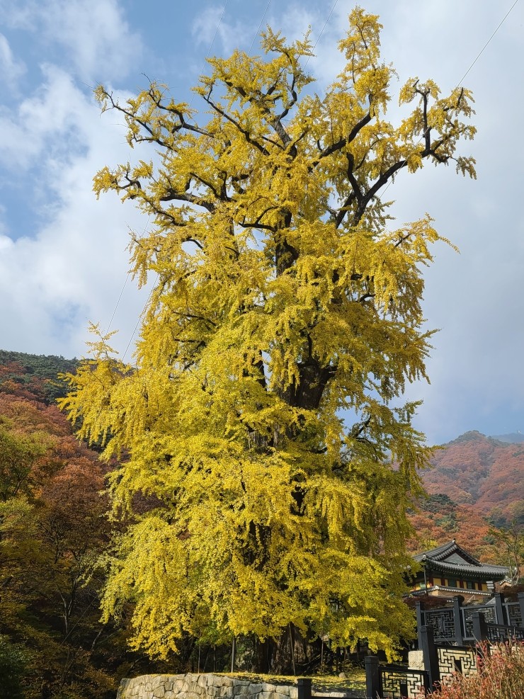 용문사 천년 은행나무 사진