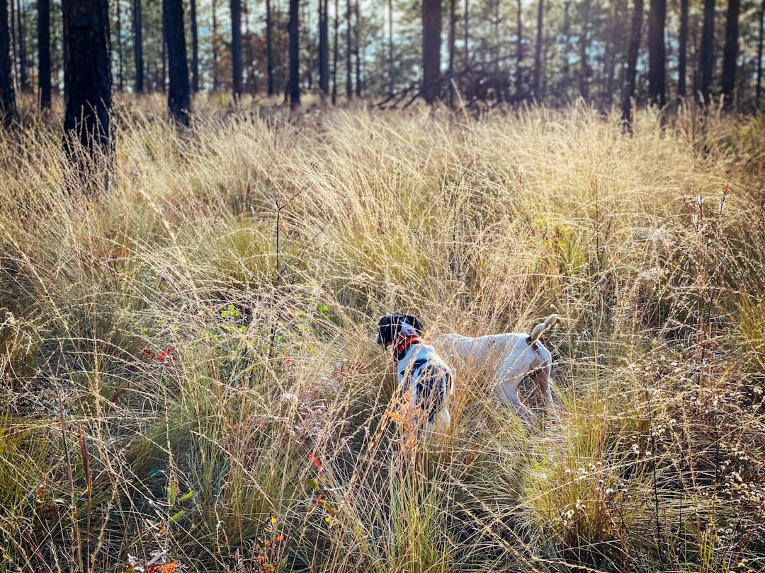 Quail