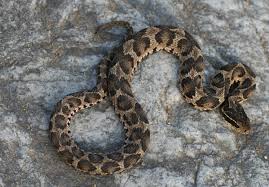 뱀 사고 자주 발생하는 상황 BEST 5-죽일살무사