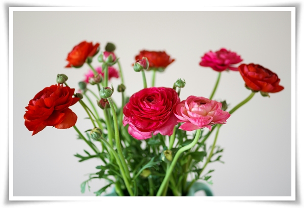 "라넌큘러스" 봄의 로맨스를 담은 매혹적인 매력의 꽃 봄의 요정!