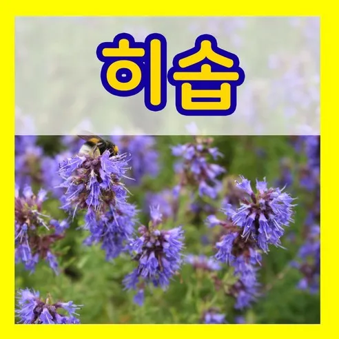 히솝 재배 씨 뿌리기 통풍 관리 허브 차 활용_4