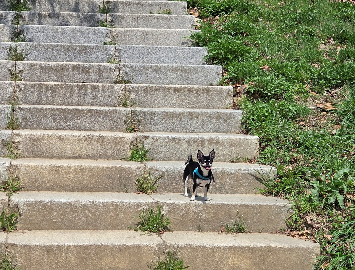 인천 벚꽃 명소 굴포천: 청리단길 꼭 가봐야 할 사계절 감성 산책로