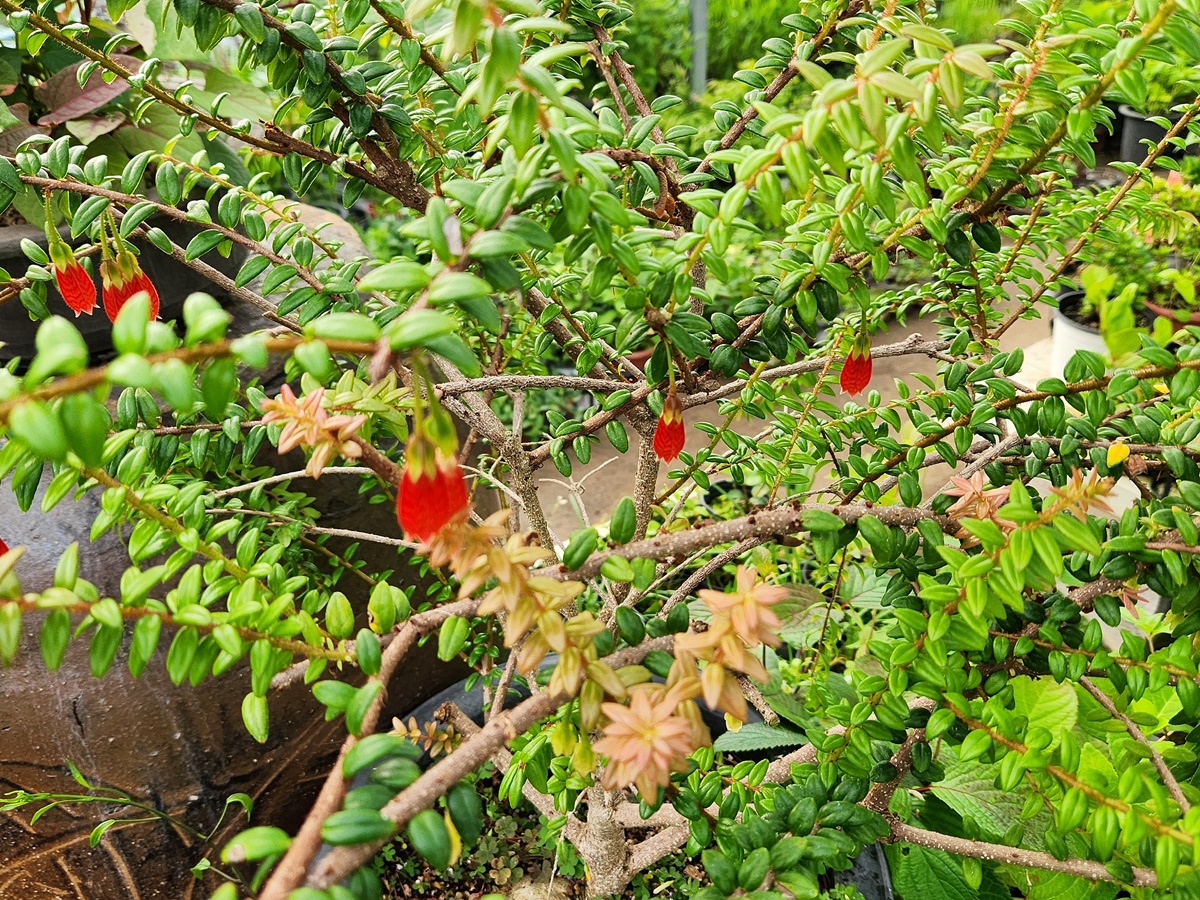 인디언귀걸이(히말라야등불)