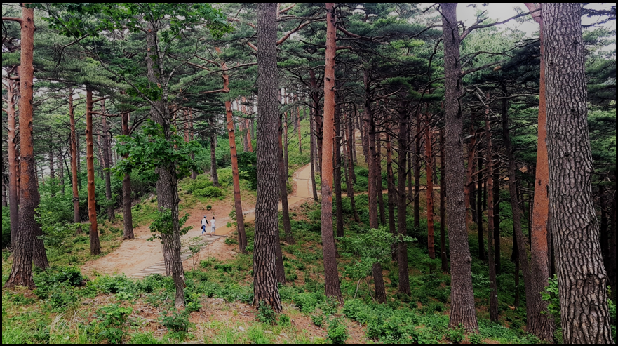 대관령자연휴양림 산책로