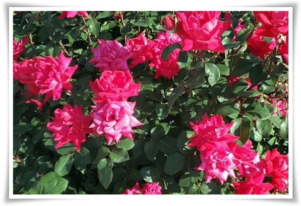 화초 "월계화" 봄부터 가을까지, 장미인 듯 장미 아닌 향기로운 꽃의 여왕!