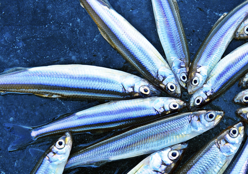 강화 양오 빙어축제 입장료 일정 방갈로 예약