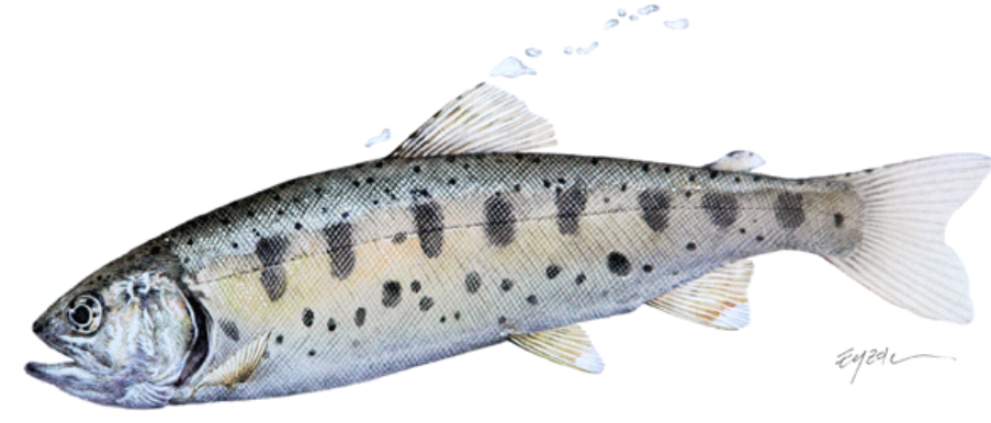 2026년 화천산천어축제