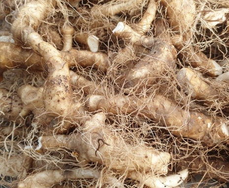 황정의 섭취 방법