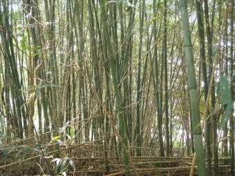 대나무