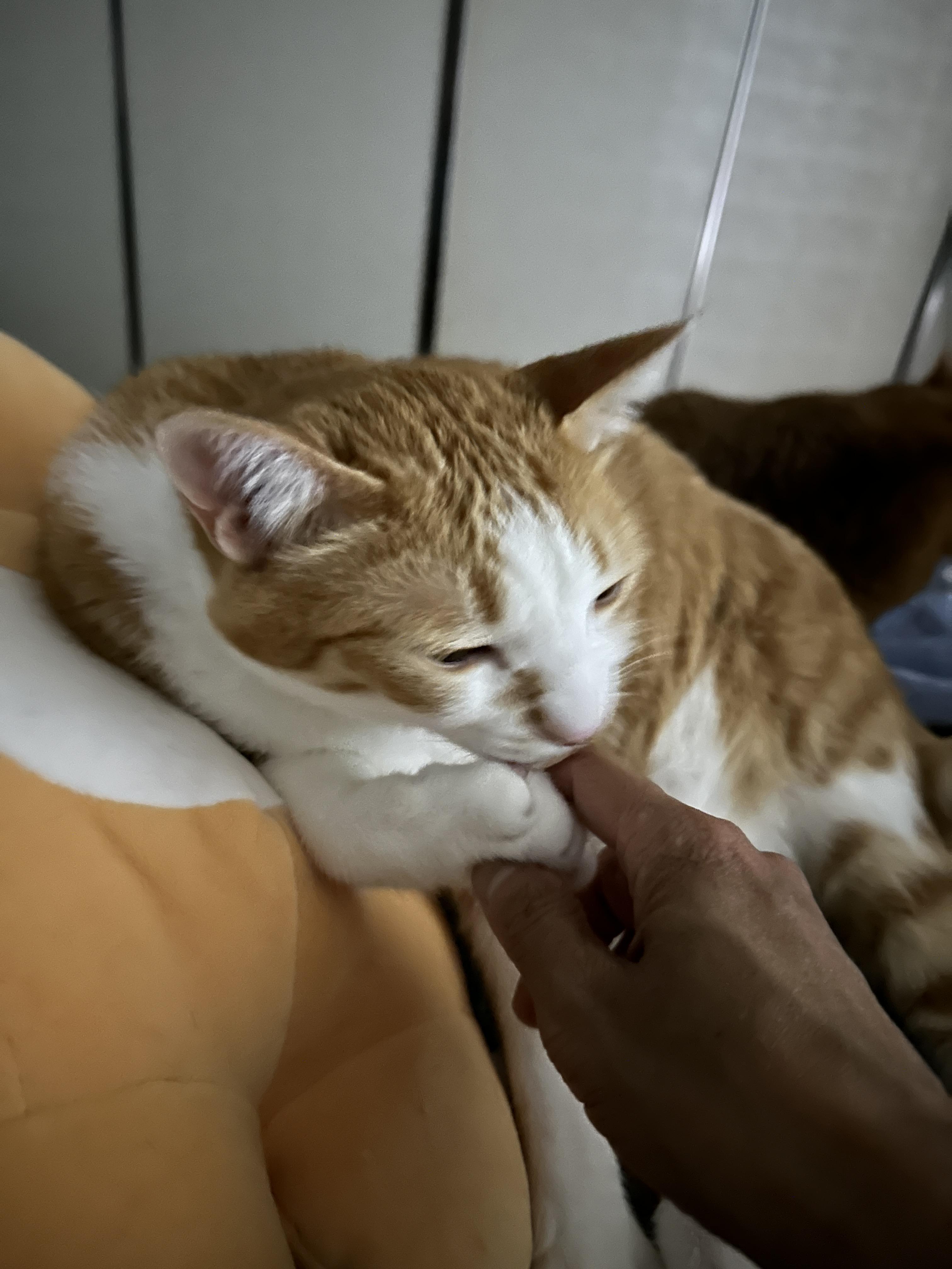 엄마_손가락_입으로_끌어_당기는_치즈냥이_호야