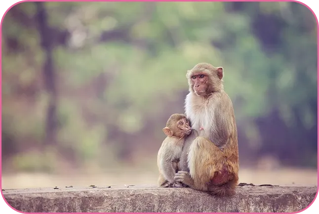 2024년 원숭이띠운세