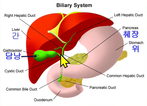 담낭의 위치를 나타내는 그림