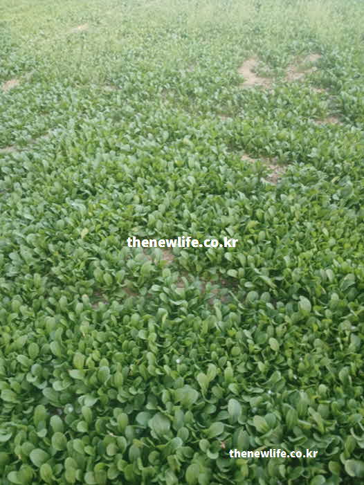 유채 나물 효능 성질