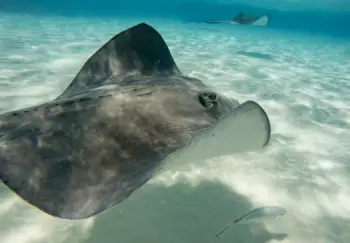 홍어 가격 및 효능&amp;#44; 영양성분 주의점