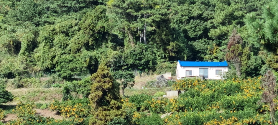 저 푸른 과수원의 그림 같은 집