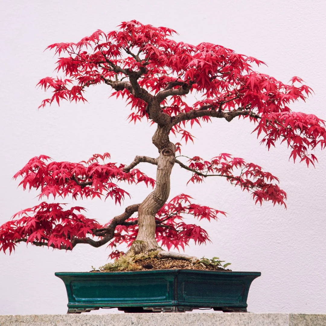 분재 키우기의 큰 기쁨