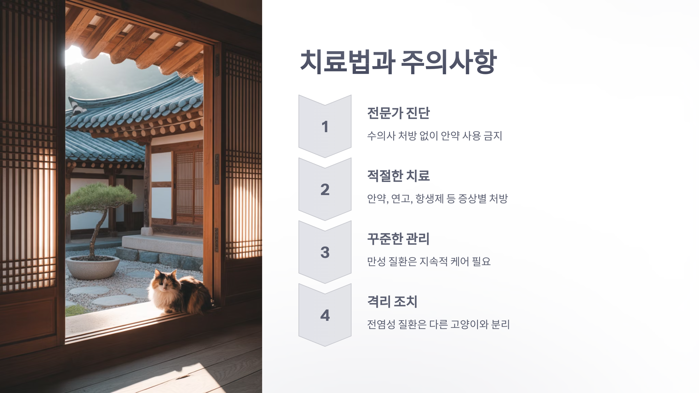 참조-고양이-눈-건강-문제-5