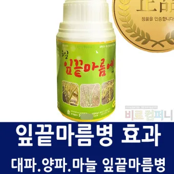 화분 잎끝마름 해결 습도관리 분무타이밍 물주기조절 실내가습 요령_5