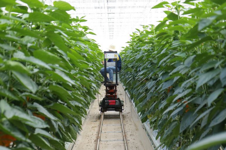 스마트팜 기술 발전과 자동화 (미래 농업) 관련 사진