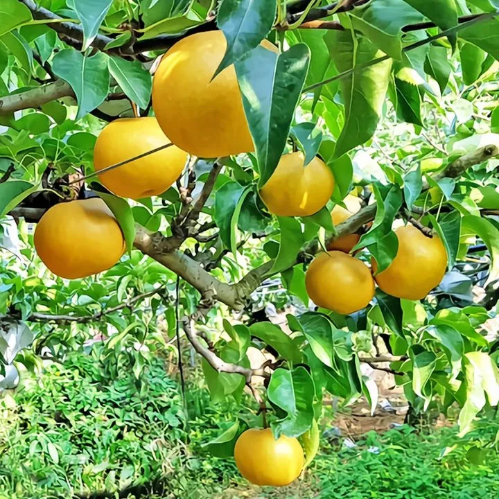 나주배 효능 특징 수확시기제철손질먹는방법나주배 보관 방법 안내_4