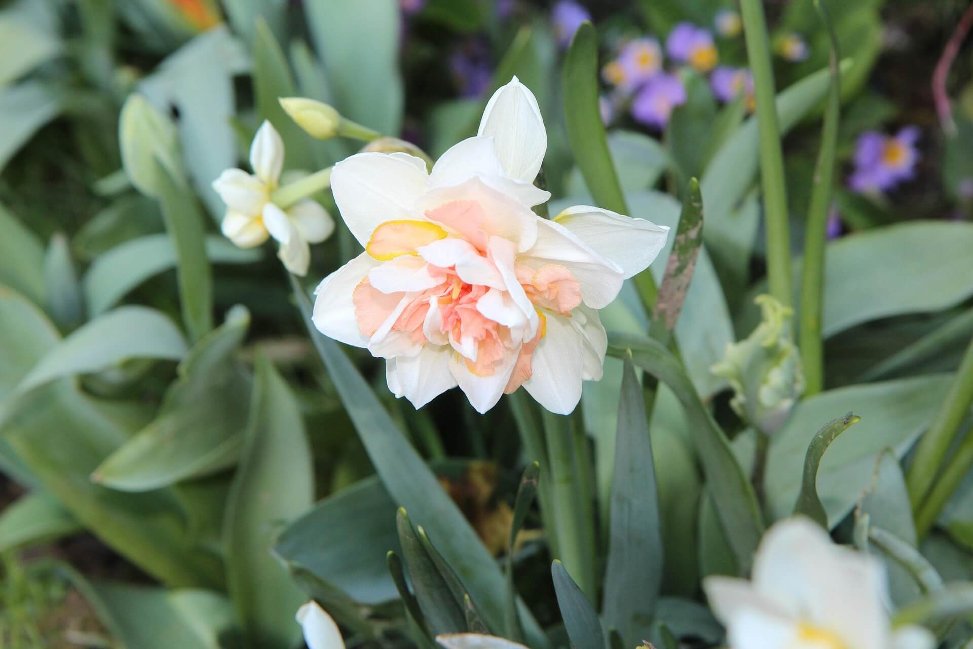 수선화 꽃말, 의미와 이야기