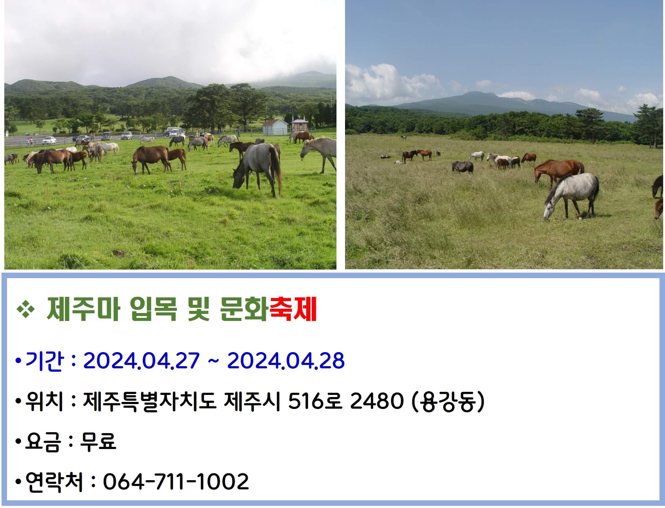 제주마 입목 및 문화축제