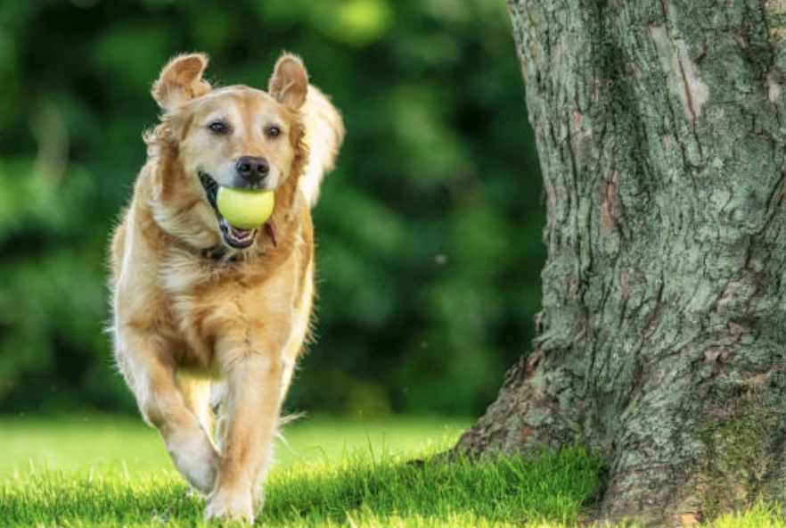 강아지 간식 추천 10가지