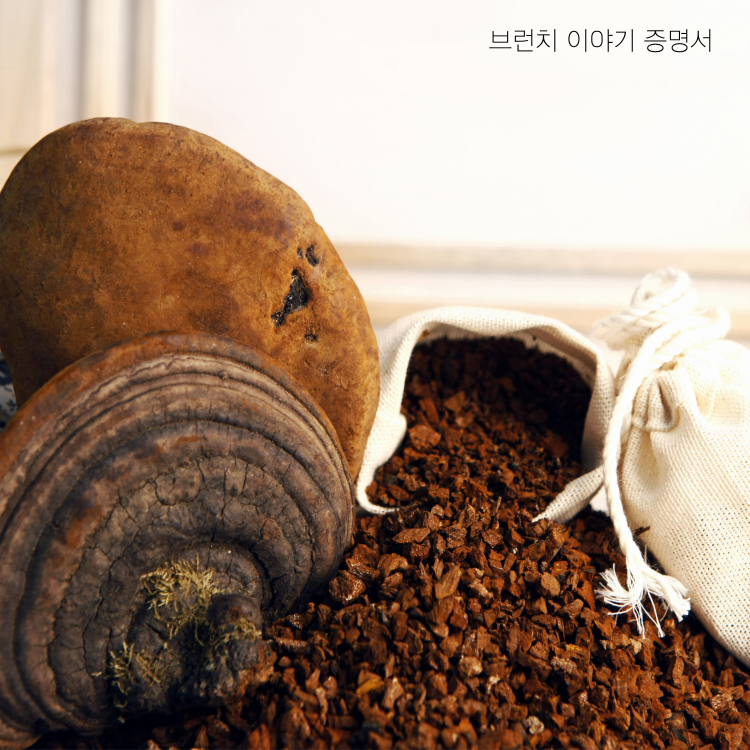 상황버섯 효능