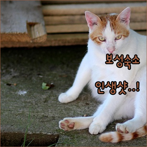 보성 녹차밭 근처 인기 숙소 리스트 ..